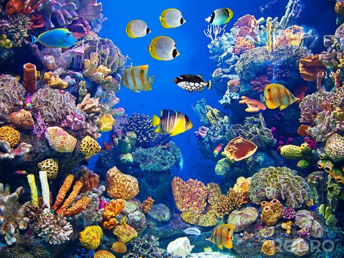 Fototapete Farbenprächtige Aquarienfische