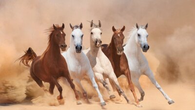 Farbige pferde in der wüste