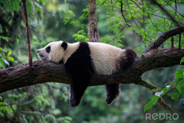 Fototapete Fauler Panda schläft auf einem Baumast