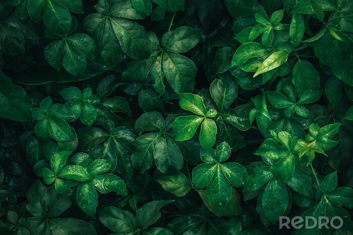 Fototapete Feine grüne Blätter