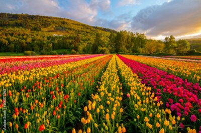 Fototapete Feld der bunten Tulpen