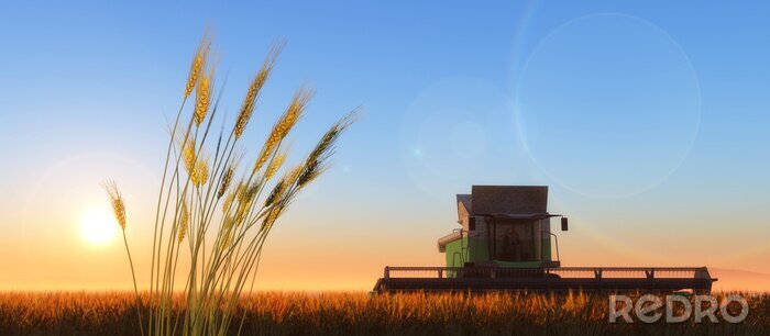 Fototapete Feld Erntezeit