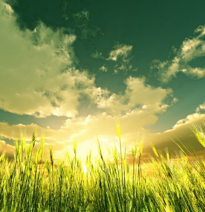Fototapete Feld gegen den Himmel
