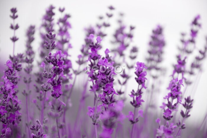 Fototapete Feld Lavendelblüten