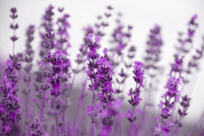 Fototapete Feld Lavendelblüten