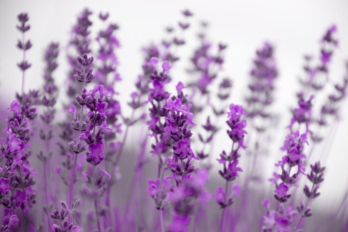Fototapete Feld Lavendelblüten