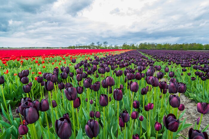 Fototapete Feld mit ausdrucksstarken Blumen