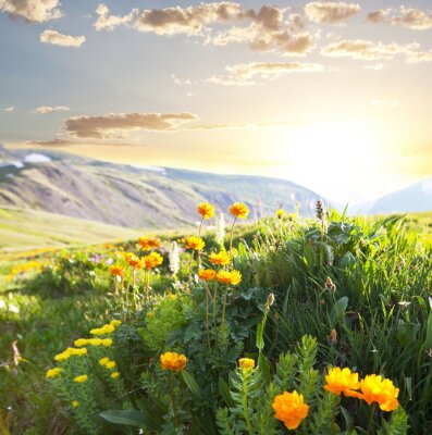 Fototapete Feld mit Blumen auf Berghintergrund