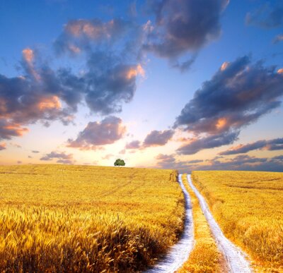 Fototapete Feld mit Getreide am Sommertag