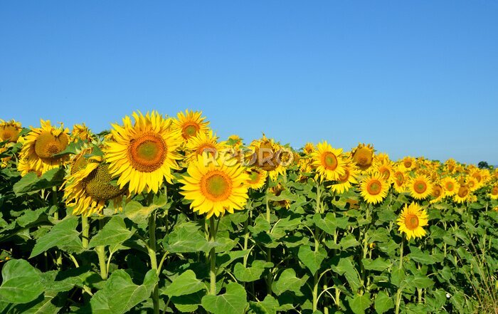 Fototapete Feld mit Sonnenblumen