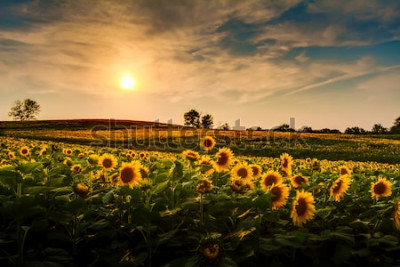 Fototapete Feld mit Sonnenblumen