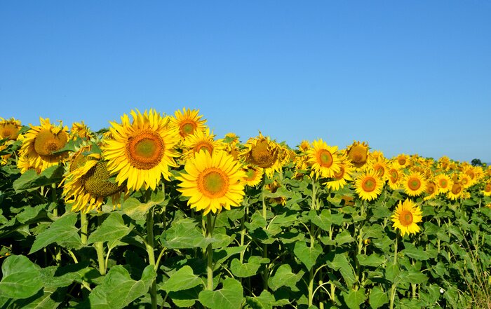 Fototapete Feld mit Sonnenblumen
