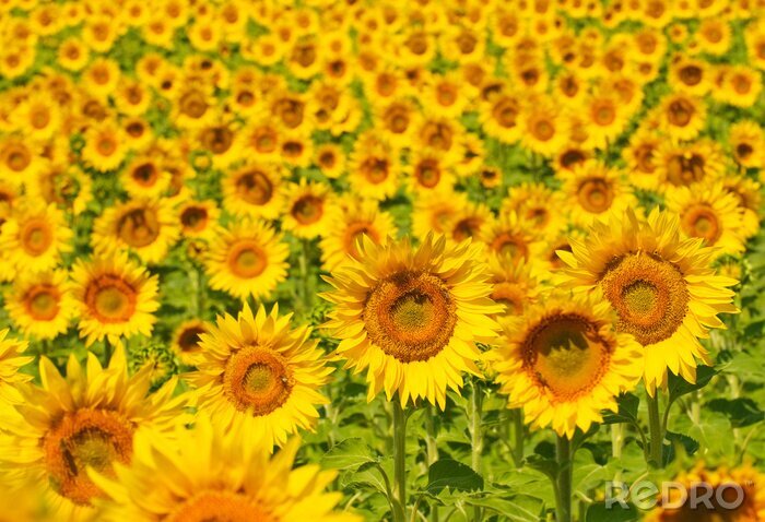 Fototapete Feld mit Sonnenblumen in der Provence