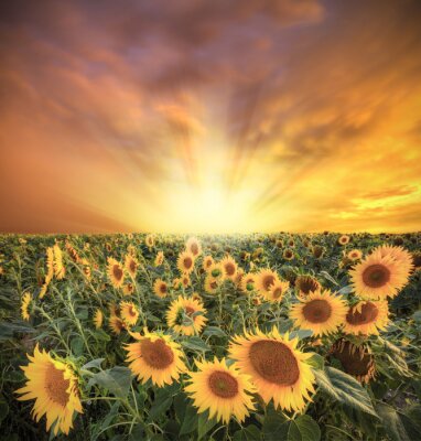 Fototapete Feld mit Sonnenblumen und bunter Himmel