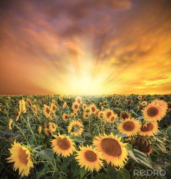 Fototapete Feld mit Sonnenblumen und bunter Himmel