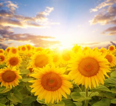 Fototapete Feld mit Sonnenblumen und Sonne