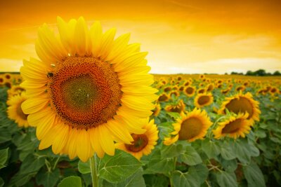 Fototapete Feld mit Sonnenblumen und Sonnenuntergang