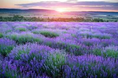 Feld mit violetten Blüten