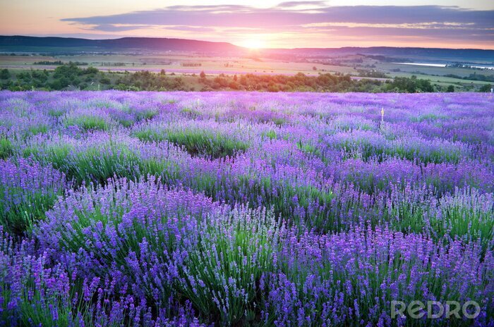 Fototapete Feld mit violetten Blüten