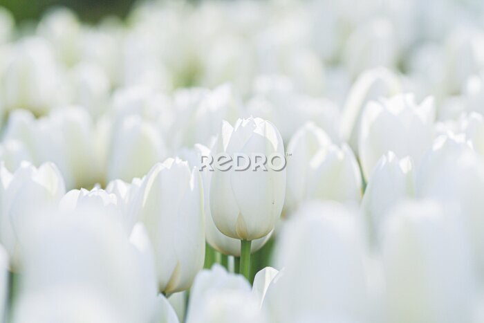 Fototapete Feld mit wunderschönen weißen Tulpen