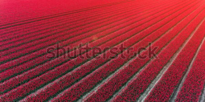 Fototapete Feld roter Tulpen in den Niederlanden