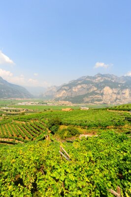 Fototapete Feld und italienische Alpen im Hintergrund