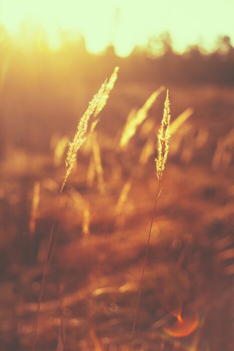 Fototapete Feld und Natur