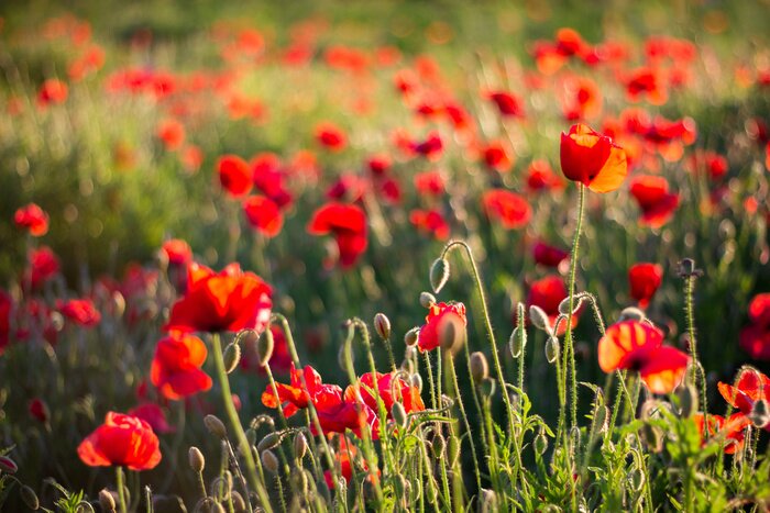 Fototapete Feld und rote Mohnblumen