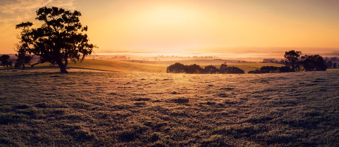 Fototapete Feld und Sonnenuntergang