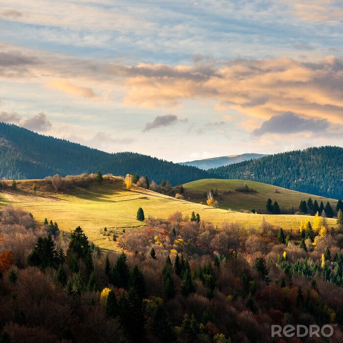 Fototapete Feld und Wald mit Landschaft im Hintergrund