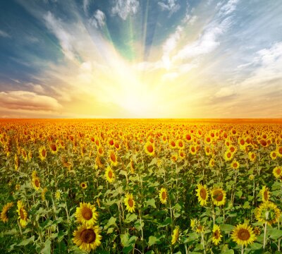 Fototapete Feld voller gelber Sonnenblumen