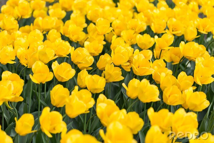 Fototapete Feld voller gelber Tulpen