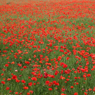 Fototapete Feld voller roter Blumen