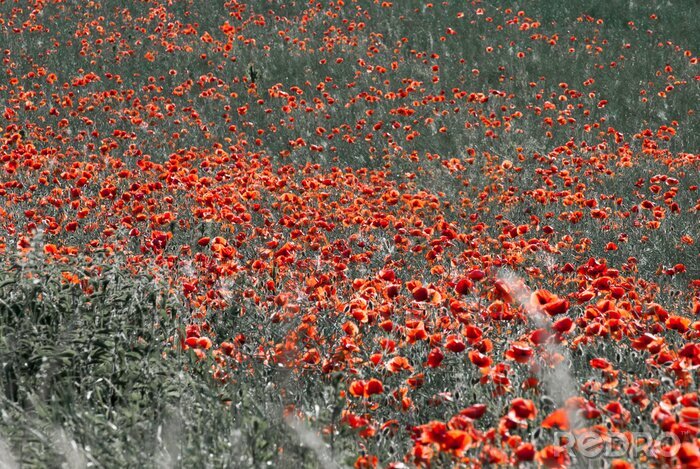 Fototapete Feld voller roter Mohnblumen