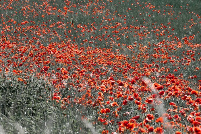 Fototapete Feld voller roter Mohnblumen