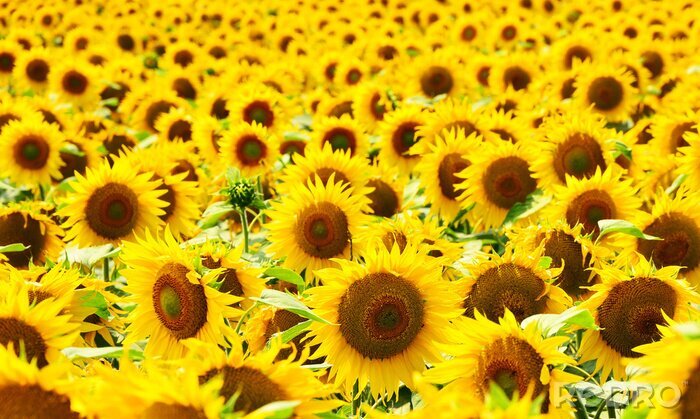 Fototapete Feld voller Sonnenblumen