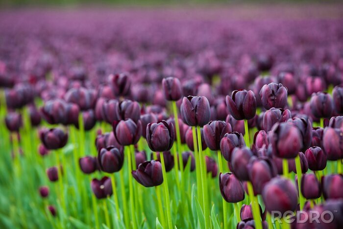 Fototapete Feld voller violetter Tulpen