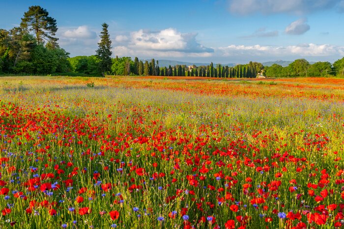 Fototapete Feld voller wilder Blumen in der Toskana