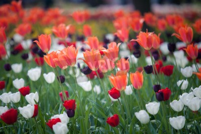 Fototapete Feld von bunten Tulpen