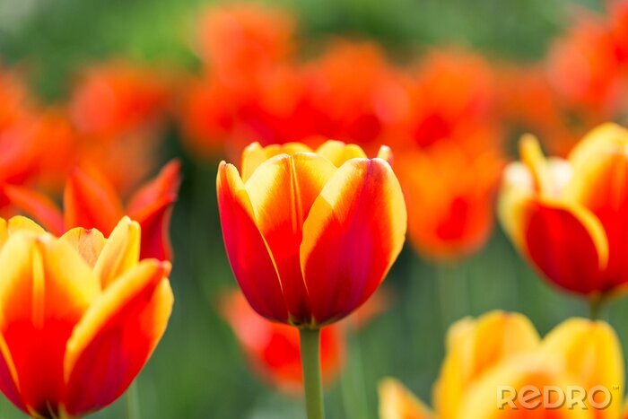 Fototapete Feld von bunten Tulpen