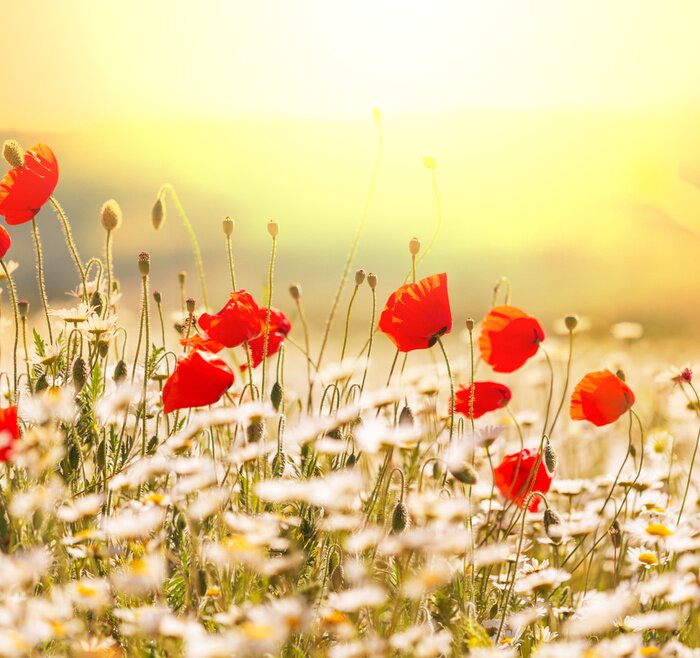 Fototapete Feld von Gänseblümchen und roten Mohnblumen