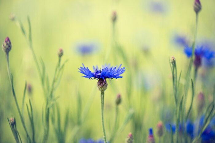 Fototapete Feld von Kornblumen