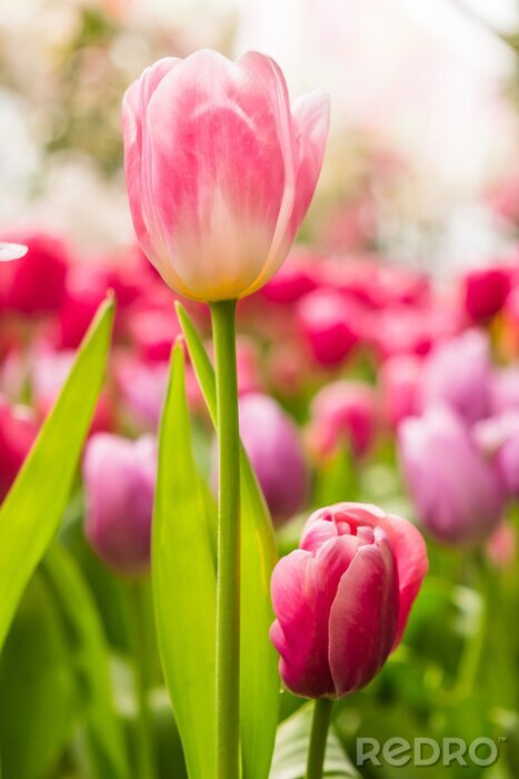 Fototapete Feld von rosa Tulpen