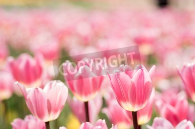 Fototapete Feld von rosa Tulpen