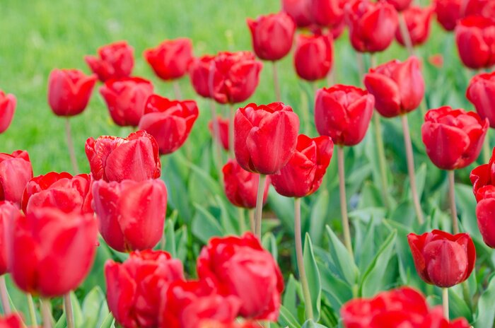 Fototapete Feld von roten Blumen