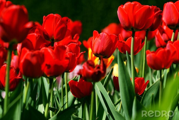 Fototapete Feld von roten Blumen vor dunklem Hintergrund
