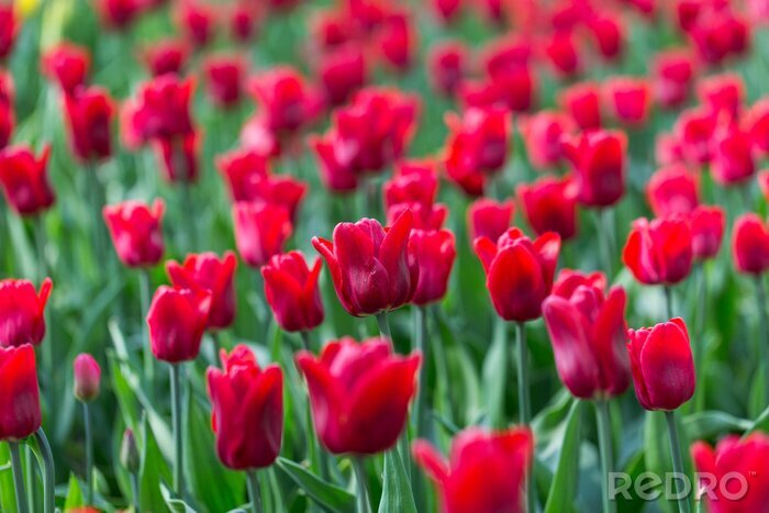 Fototapete Feld von roten Tulpen