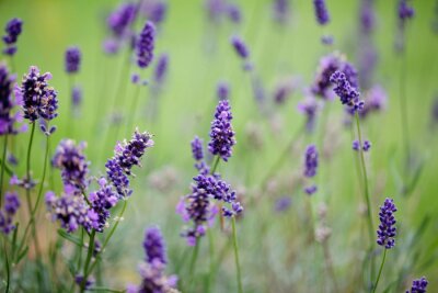 Feld von violetten Blumen