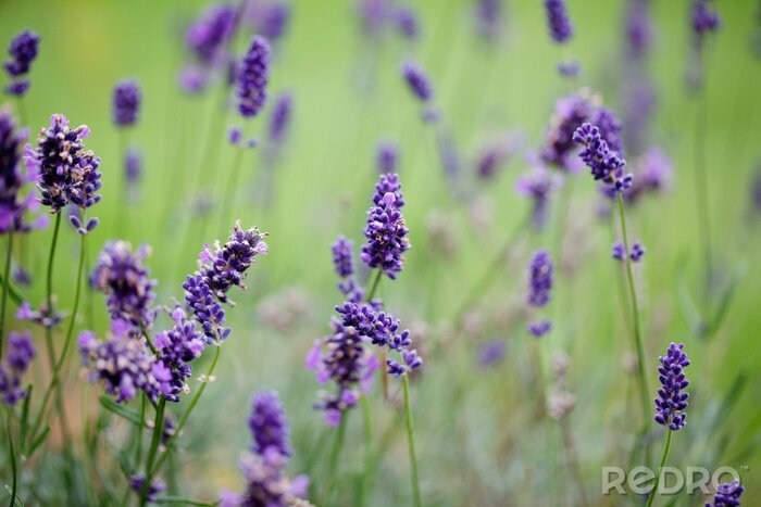 Fototapete Feld von violetten Blumen