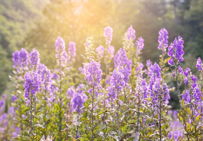 Fototapete Feld von violetten Blumen